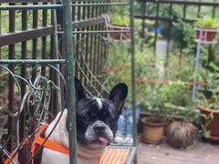 -风车面包