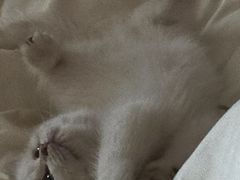 -小猫来了·猫舍(红山六九七九店)