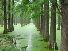 -渌洋湖湿地公园