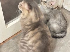 -楼上猫咖(罗湖店)