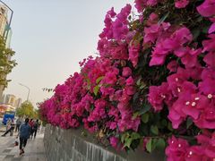 -荔枝公园(福田区)