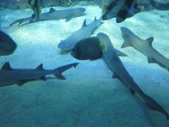 -悉尼海洋生物水族馆