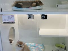 -小猫来了·猫舍(红山六九七九店)