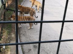 -大连森林动物园