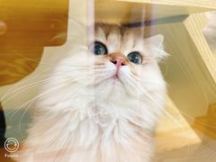 -猫十亿·布偶金渐层·曼基康矮脚猫舍(青年路店)