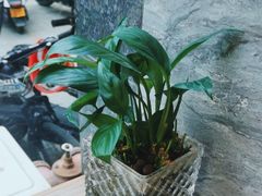 -宋益驴蹄子面肉夹馍(辛家庙店)