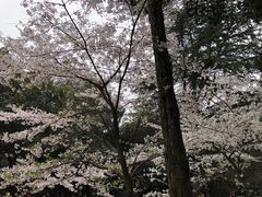 -武汉大学-樱园