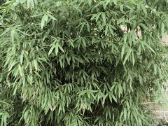 -香山公园
