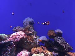 -江和美海洋公园