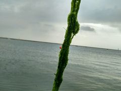 -碧海金沙