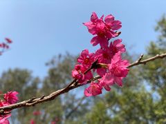 -桃花涧
