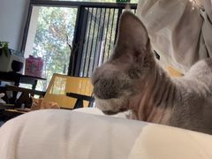 -琪喵猫屋·撸猫猫咖·猫舍