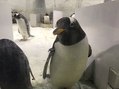 -大连圣亚海洋世界