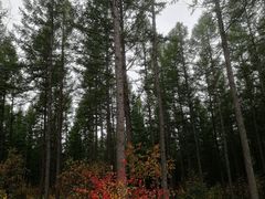 -塞罕坝国家级自然保护区