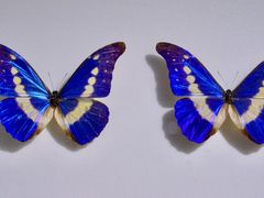 -上海昆虫博物馆