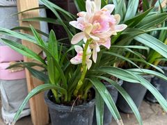 -龙大花卉苗木市场