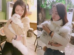 -猫猫幼稚园·撸猫·桌游·电玩