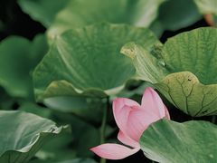 -梁鸿国家湿地公园