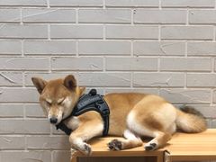 -喵屋coffee