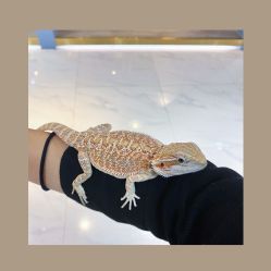 -Moni星球萌宠·小马宝莉·灵蛇·高端高阶全萌宠互动体验俱乐部(红豆国际广场店)