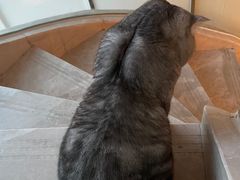 -Catmate·猫肥家润(金润铂宫店)
