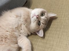 -逗柴咖啡屋·狗咖猫咖宠物桌游