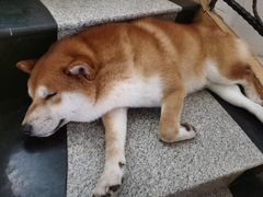 -喜柴咖啡·柴犬狗咖