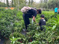 -前小桔亲子创意农场·草莓采摘·露营烧烤