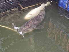 -蓝湾碧波·老字号·疍家非遗海上餐厅