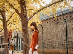 -三里屯东五街银杏大道