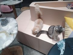 -瞄一喵猫咖(格力海岸店)