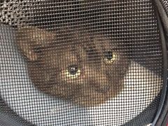 -美联众合动物医院(·中兽医·疑难杂症·严家桥分院)