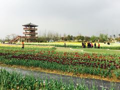 -杭州湾海上花田景区