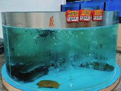 -鲤鱼塘农家山庄