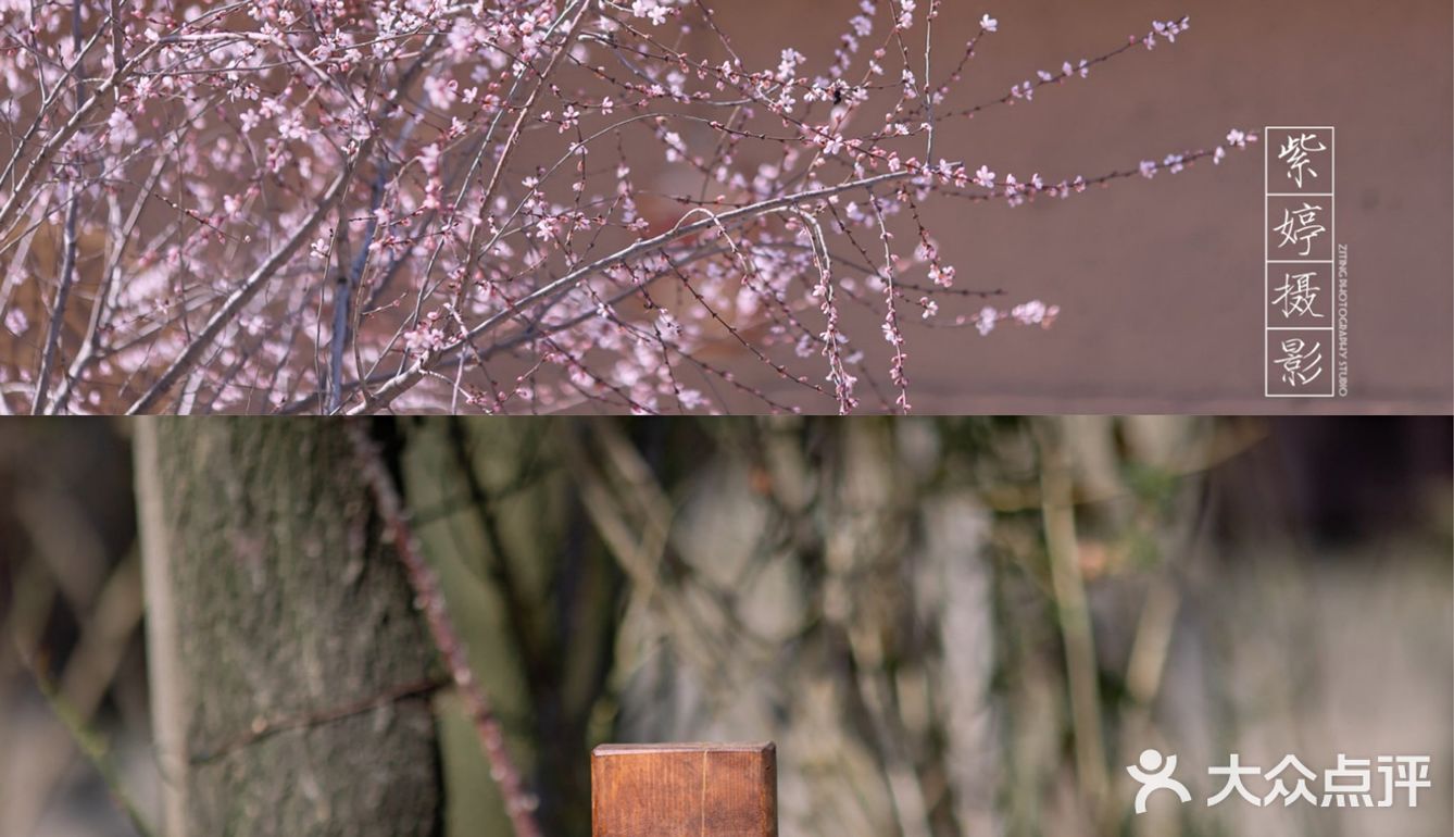 西安新晋赏花地——长安唐村