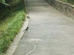 -民间老鸡汤面馆(中山北路店)
