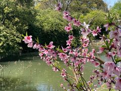 -八大山人梅湖景区