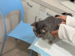 -佳雯宠物医院·皮肤科·内外科(春晓路分院)