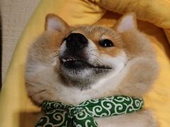 -逗柴咖啡屋·狗咖猫咖宠物桌游