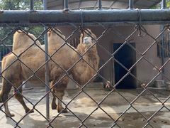 -荆州中山公园动物园