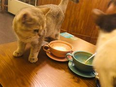 -猫色咖啡·猫咖