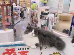 -1013 PET SHOP精品宠物商店(丁香店)
