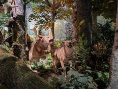 -陕西自然博物馆