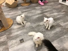 -楼上猫咖(罗湖店)