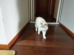 -鼎级派宠物(中南店)