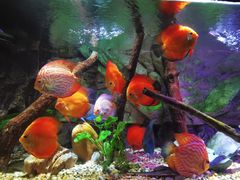 -上海海洋水族馆