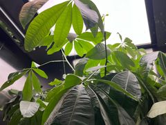 -藏书馆咖啡LibraryCoffee·Bistro(牡丹园店)