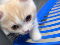 -安安宠医宠物医院·异宠·犬猫内科(岳阳分院)