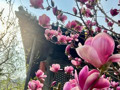 -大觉寺-停车场