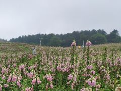 -保利石象湖景区